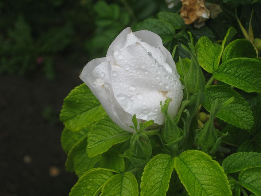 weiße_rose