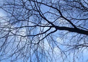 Die Zweige des kahlen Baums gegen den Himmel fotografiert.