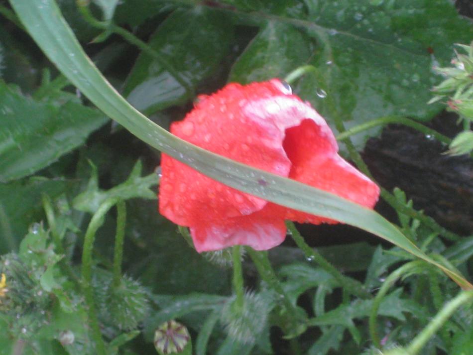 Eine Mohnblume, auf der Regentropfen zu sehen  sind.