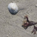 Hütchenmuschel und rosa schimmernde Alge am Strand