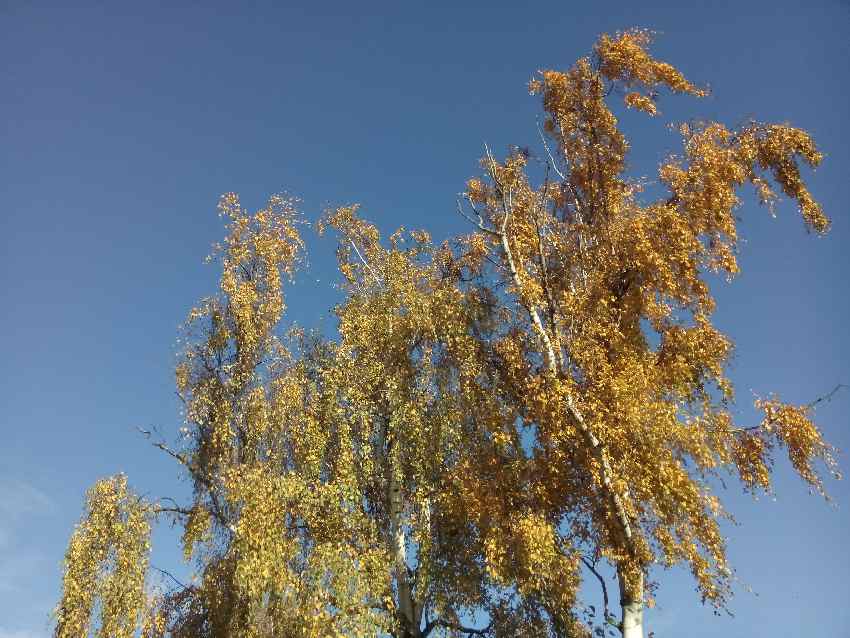 Baum mit herbstgoldenen Blättern
