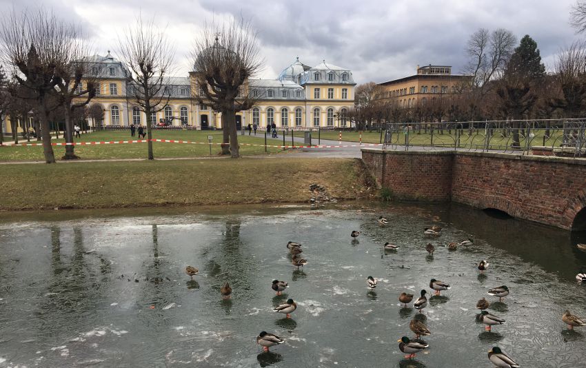Enten auf dem noch so eben zugefrorenen Schlossgraben in Poppelsdorf mit dem Schloss im Hintergrund